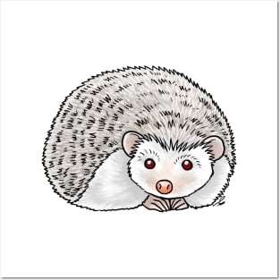 Small Mammals - Albino Hedgehog Posters and Art